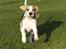 Beagle Svea