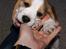 Beagle Svea