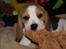Beagle Svea