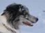Border collie All Star Choice