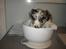 Border collie All Star Choice