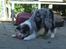 Border collie All Star Choice
