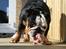 Engelsk bulldog Qupios Suprice Mille - Jep jep, lækkert kødben