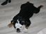 Engelsk bulldog Qupios Suprice Mille - ligger lige og leger Grill kylling