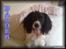 Engelsk springer spaniel Balder