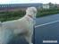 Golden retriever Cindi 