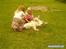 Golden retriever Cindi 