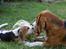 Beagle Svea