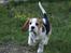 Beagle Svea