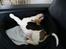 Beagle Svea