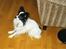 Papillon Mozart *Himmelhunden* <3