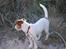 Jack russell terrier Bertha - på klitten