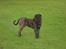 Dogo canario sofus R.I.P