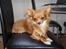 Chihuahua Simba - Simba- Simba - Simba <3