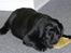 Labrador retriever Cody (Himmelhund) - 8 uger gammel