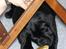 Labrador retriever Cody (Himmelhund) - 8 uger gammel