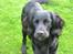 Cocker spaniel Eddie
