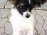 Papillon Valde