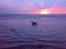 Mastiff Holger (Find holger ) - Blokhus strand ved solnedgang