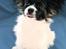 Papillon Valde
