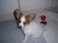 Papillon Westerbo´s Amalie - Westerbo´s Amalie