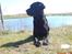 Labrador retriever Baloo regnr. 09914/2006