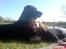 Labrador retriever Baloo regnr. 09914/2006