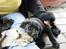 Labrador retriever Cody (Himmelhund)