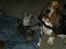Basset hound Snubbi, født Albert - Snubbi da han var hjælpe far til alle killingerne