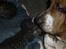 Basset hound Snubbi, født Albert - Killinger og de lange øre der bevæger sig passer ikke altid helt godt sammen. 