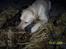 Blanding af racer Balou R.I.P.