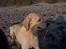 Blanding af racer Balou R.I.P.