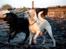 Blanding af racer Balou R.I.P.