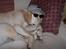Blanding af racer Balou R.I.P.