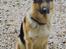 Schæferhund Rocco *R.I.P*