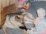Schæferhund Rocco *R.I.P*