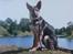 Schæferhund Rocco *R.I.P*