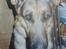 Schæferhund Rocco *R.I.P*