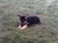Schæferhund Rocco *R.I.P*