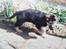 Schæferhund Rocco *R.I.P*
