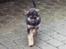 Schæferhund Rocco *R.I.P*