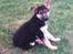 Schæferhund Rocco *R.I.P*