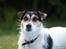 Jack russell terrier Soffi - - Velkommen til Soffis profil;)