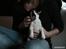 Jack russell terrier Soffi -