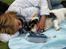 Jack russell terrier Soffi -