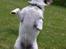 Jack russell terrier Soffi -