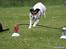 Jack russell terrier Soffi -