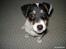 Jack russell terrier Soffi -
