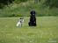 Jack russell terrier Soffi -