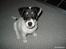 Jack russell terrier Soffi -